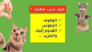 6 نصائح تسهل عملية تدريب القطط