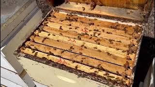 Wandoo (white gum) Hive Update: Bees and Beekeepers Battling Dry Conditions