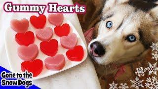 Valentine's Day Strawberry Gummy Dog Treats | DIY Dog Treats Recipe 93 | Homemade Dog Treats