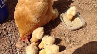 Dual Purpose Breed Chickens: A Flock Maintenance Plan