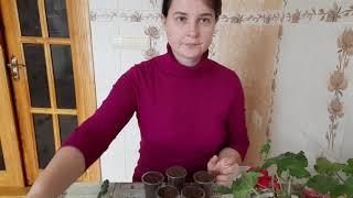 Як я черенкую пеларгонію, 100% укорінення / Как я черенкую пеларгонии