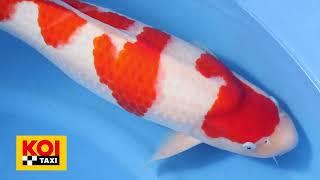 Two Year Old Kohaku (Nogami Koi Farm)