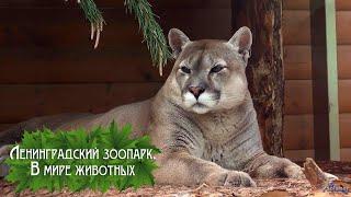 Ленинградский зоопарк. В мире животных (2023)