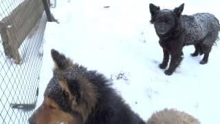 Собаки из расформированного приюта под с.Ягодное