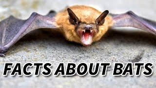 Bat Facts: the MAMMALS of the NIGHT  Animal Fact Files