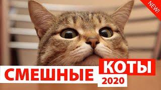 СМЕШНЫЕ КОТЫ 2020  Приколы с Котами Коты с Озвучкой Funny Cats
