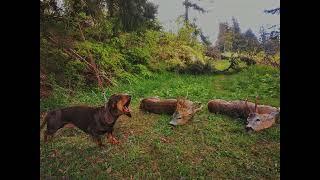 Roe Deer Hunting 673 yards