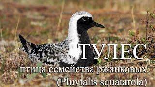 ТУЛЕС (Pluvialis squatarola) - птица семейства ржанковых. ФОТООХОТА В АРКТИКЕ