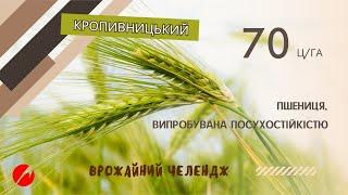 КВС ЛАЗУЛІ: 70 ц/га у Кропивницькому регіоні! Озима остиста пшениця, що витримала посуху 