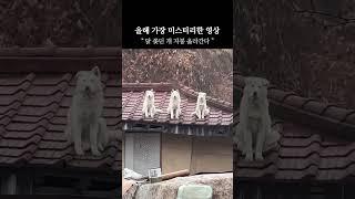 폐건물 지붕위에 올라가있는 강아지들 #shorts #강아지 #신기한영상