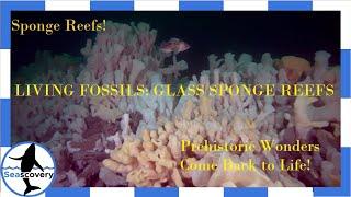 Living Fossils?! Prehistoric wonders come back to life: Glass reefs (Hexactinellida)