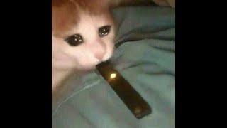 Juul Cat Sans Meme