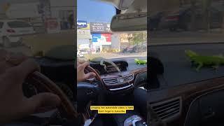 Unusual pet in Mercedes Benz S500 / Iran Luxury Cars 