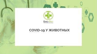 Covid - 19 у животных