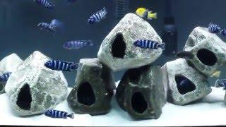 Pseudotropheus Demasoni tank malawi cichlids Mbuna