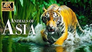 Animals of Asia 4k - Wonderful wildlife movie with soothing music