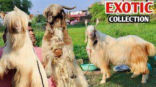 Big Size Kashmiri & Bantam At AJ Goat Farm