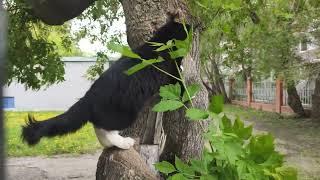 Pusya the Cat Diary. I - running away, you - catching up