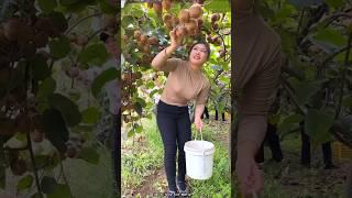 Beautiful Landscape of Fruit Farm | Delicious Kiwi  Fruit Harvesting #shorts #fruit #satisfying