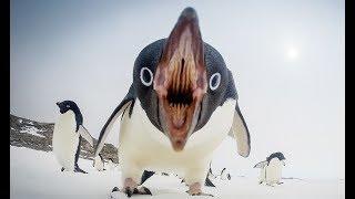Интересные  факты о пингвинах  Смешные пингвины  Досмотрите до конца!