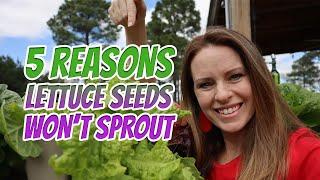 How I Get My Lettuce to Grow - When Seeds Don't Germinate