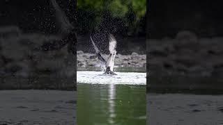 Amazing  catch  by Osprey  #birds #wildlife #ospreys #photography #nature #eagles