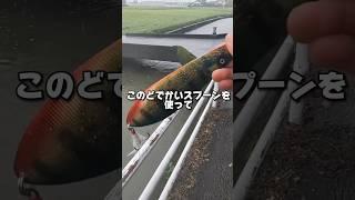 【驚異の70g】どでかいスプーンでナマズを釣ってみた#釣り #fishing #ナマズ #catfish #多魚種アングラー