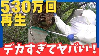 【530万回再生】デカすぎてヤバい！恐怖のキイロスズメバチの巣を駆除！滋賀県日野町で起きた衝撃の対決 Giant Hornet Nest Eradication! [5.3 Million Views