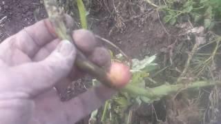 انظر غرائب وعجائب البطاطس التي اثمرت قبل زراعتها wonders of  potato that paid off before planting it