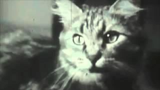 Scant Regard - Inhuminati