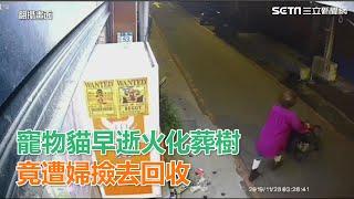 心愛寵物貓早逝火化葬樹朝夕相伴　竟遭7旬婦順手撿去回收｜三立新聞網SETN.com