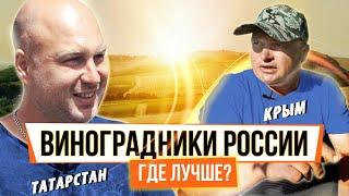 Сравниваем виноградники Крыма и Татарстана | Фермерское дело