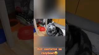 Охота на голубей!!!