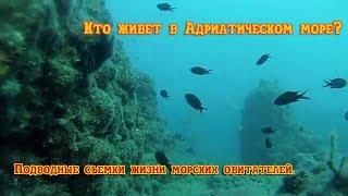 Кто живет в Адриатическом море? Подводные съемки жизни морских обитателей.