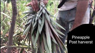 What to do with your PINEAPPLE PLANTS after HARVEST | AGROFORESTRY | FOOD FORESTS |