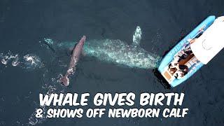 Whale Gives Birth And Shows Off Calf to Whale Watching Boat