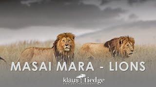 Masai Mara Lions Safari with Klaus Tiedge