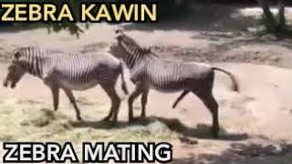 Zebra Kawin | Zebra Mating | Animal Mating
