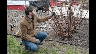 Native Plant Narratives: Become "Doggone" Good at Pruning with Red Twig Dogwoods