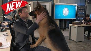 [NEW] Hudson & Rex 2024  Old Dog New Trick  Hudson & Rex Episodes 2024