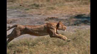 Lioness Chases down Cheetah