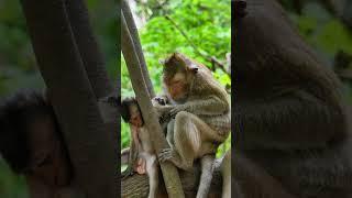 061234 #monkey #wildprimatechannel #animals #primatelove #cute #primateworld #wildlife  #nature