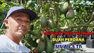 BUAH PERDANA...!! USIA 2,5TH ALPUKAT RED VIETNAM