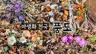 240314 안산 풍도 후망산 야생화 당일 여행 후기 with 여행자클럽