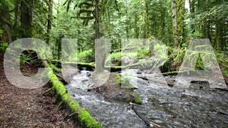 O Poder da Musica Elimina Ansiedade | Cura Emoções Negativas | Natureza Para Relaxar e Dormir