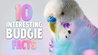 10 Interesting Budgie Facts