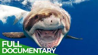 Sharks - The Ocean's Apex Predators | The Blue Realm | Free Documentary Nature