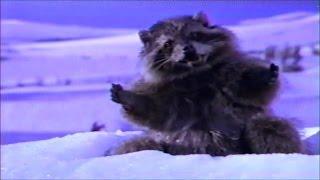 Hostess Twinkie Commercial 1998 "Raccoon"