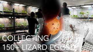 Collecting 150+ Lizard Eggs