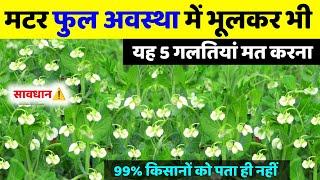 मटर फुल अवस्था में यह 5 गलती ना करें🫛मटर फुल अवस्था में सावधानीमटर की खेती | Matar flowering stage